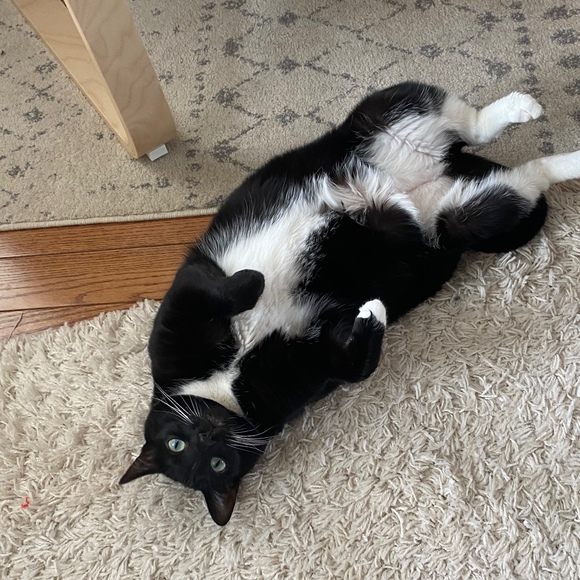 tuxcat68